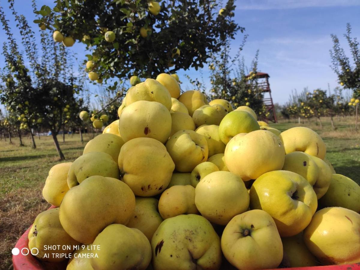 Salas Farma 47-Miris Dunja Cenej Exteriér fotografie